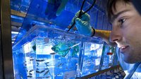 El Pez cebra al SERVICIO DE LA BIOMEDICINA