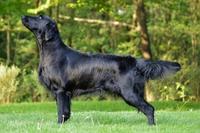 Matka - Renie Amyflatt of Black Brianta