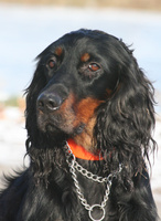 Bess