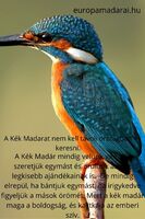 A boldogság kék madara