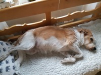 Dag 41