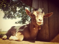 Sweet Blinky