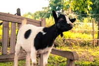 Sweet Lily
