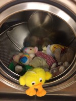 Ett bad i tvättmaskinen innan flytten till Agadir