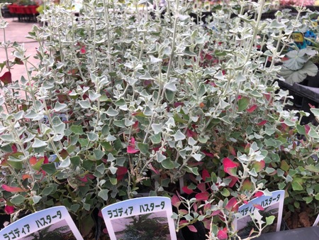 3 30の入荷情報 トマト園芸レイクタウン店