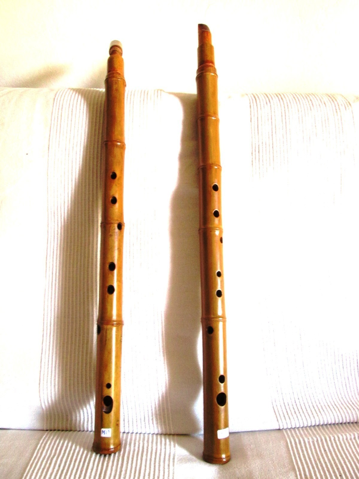 Bamboo in Italy (Florence) in Italien