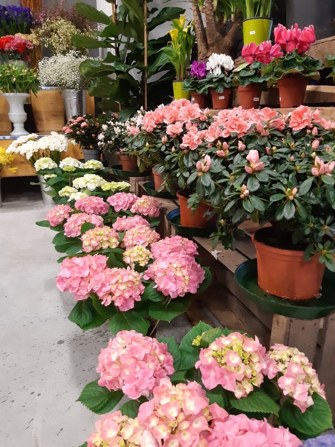 Accueil La Rose Blanche