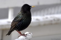 Stær.