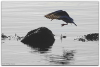 Tjeld går inn for landing.