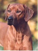 African Reds Eros