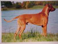 African Reds Eros