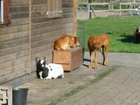 Ginger, Demba en de geit Jansen
