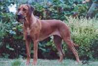 Missie Of Ginba's Hero ( Picture by Karin van Klaveren )