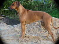 Shumi Of Ginba's Hero