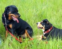 Romeo a Julie