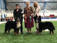 BIR Noklebyåsens Gizmo och BIM Bernervillans Erina Emmy med Cert, Cacib och Finsk Championat