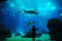 Aquarium Portugal