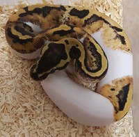 Pastel piebald