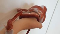 Diffused high pied het anery 50% hypo charcoal koiras 2017