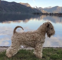 Wheaten Island's Tricky Antero (Antero)
