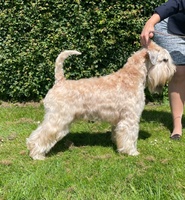 Lakkas Roxbury's Russet (Axel)