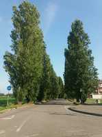 Pioppi cipressini di via Galvani a Peschiera Borromeo