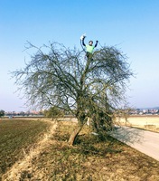 Ořez ovocných stromů. Foto. Autor.