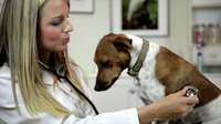 Σε στενή συνεργασία με τον κτηνίατρό σας | In close relation with your vet