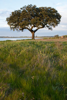 Korkkitammi