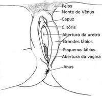 A sua vagina - curiosidades