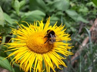 Čmelák zemní (Bombus terrestris) na kvetoucích rostlinách