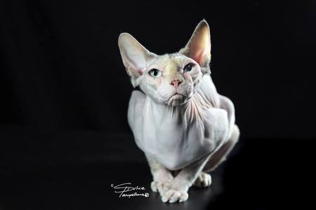 Femmine :: Mysticnakedsphynx