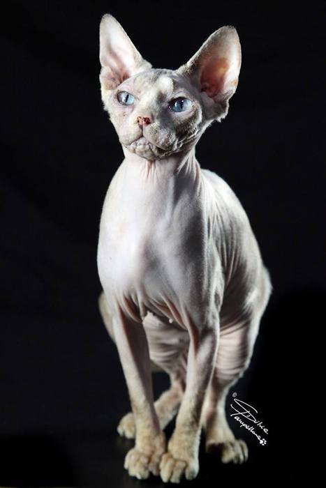 Femmine :: Mysticnakedsphynx