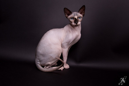 Femmine :: Mysticnakedsphynx