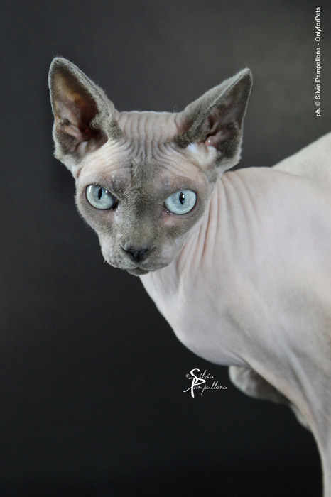 Femmine :: Mysticnakedsphynx