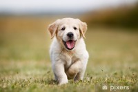angst voor honden
