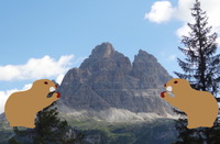 Sur les pentes des Dolomites, l'incroyable rencontre entre des randonneurs angevins et des marmottes.