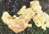 Dans l'herbe verte, la coulée se distingue particulièrement avec sa substance d'un jaune bien profond.