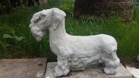 Cesky terrier