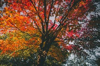 Photo by Fineas Anton on Unsplash