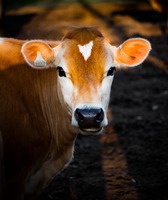 Photo by Luke Stackpoole on Unsplash