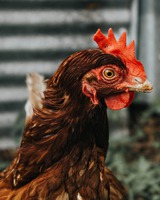 Photo by Andrea Tummons on Unsplash