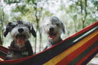 Photo by ipet photo on Unsplash