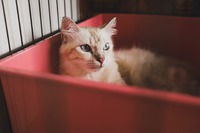 Photo by Julina Rashid on Unsplash