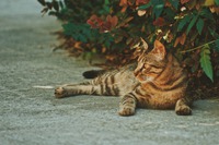 Photo by ipet photo on Unsplash