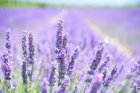 Laventelin tuoksu rauhoittaa ja auttaa keskittymään. Se on erinomainen tuoksu meditaation tai energiahoidon yhteyteen. (Psst. Se myös karkoittaa hyttysiä!)
