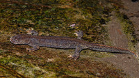 Adult. July 2007, Montseny, Catalonia, ES