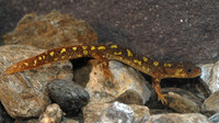 Juvenile. July 2007, Montseny, Catalonia, ES