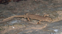 May 2012, Iraty forest, dept. Pyrénées-Atlantiques, FR