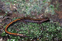 Nominate subsp. September 2005, Sabugueiro, Serra de Estrela, Guarda, PT